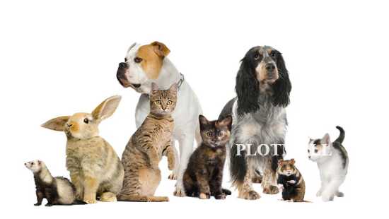 Best Pets Shops, Kitten, Birds and Rabbit for Sales In Kerala