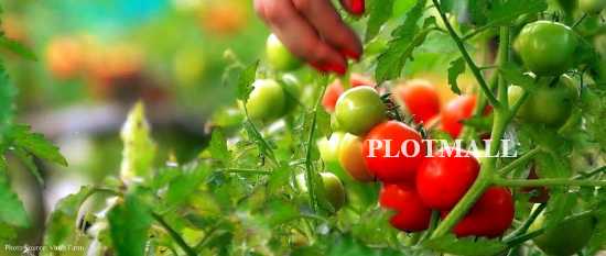 Organic Stores / Shops / Farms in  Kollam,  Vallicode