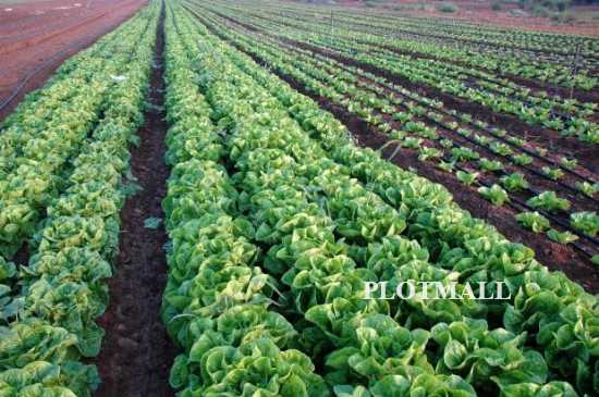 Organic Stores / Shops / Farms in Kannur, Thalassery, Payyanur