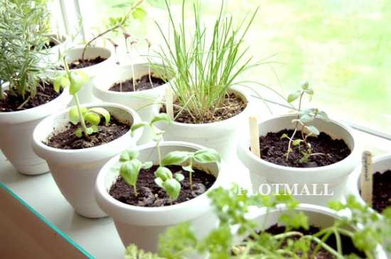 Terrace Garden and Vegetable Farming Tips, Design &  Ideas For Home