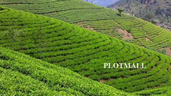 Top  Home Stays in Idukki