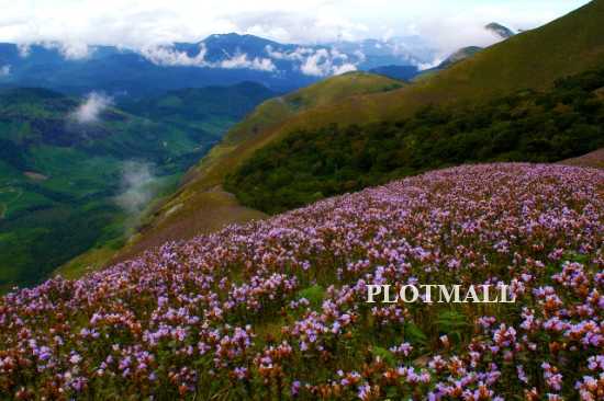 Top Home Stays in Munnar