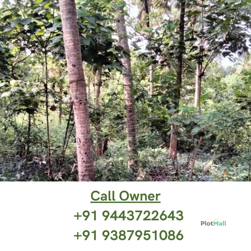 Residential Land for Sale in Chemmaruthy, Kerala, India, Chemmaruthy