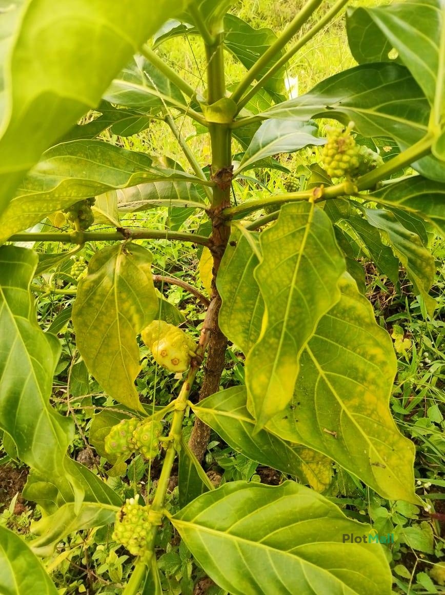 Agriculture Land for Sale in Angamaly Near Vathakkad, (Ernakulam) Price