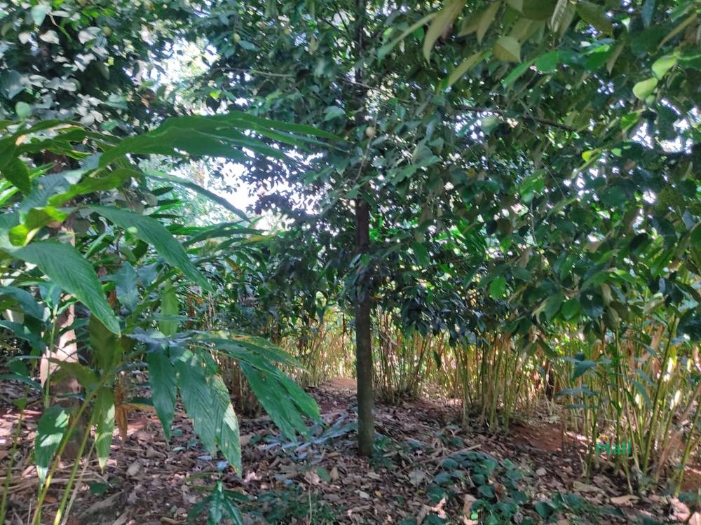 Agriculture Land for Sale in Konnathady, Kerala, India, Konnathady