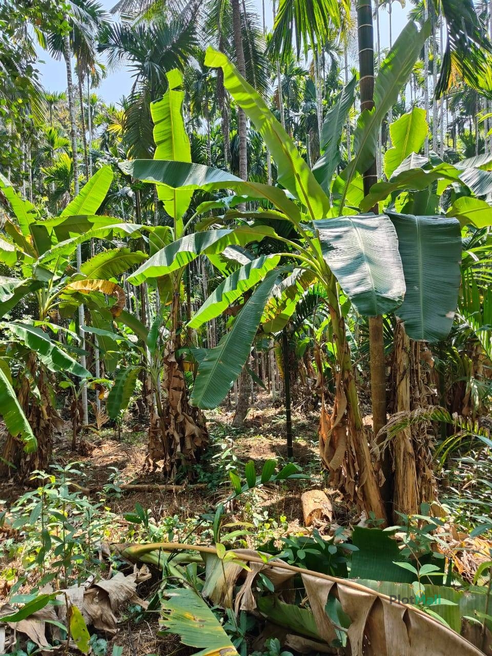 Commercial Land for Sale in Panathady Near Panathady, Kerala, India, (Kasaragod) Price 80,000