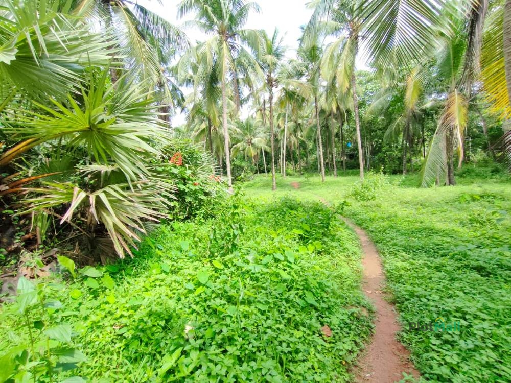Residential Land for Sale in Nellaya, Kerala, India, Nellaya