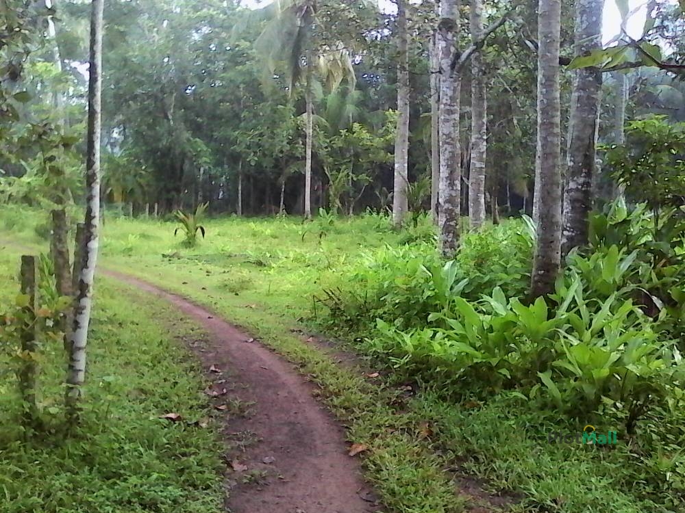 Residential Land for Sale in Bharnikavu Village, Kayamkulam
