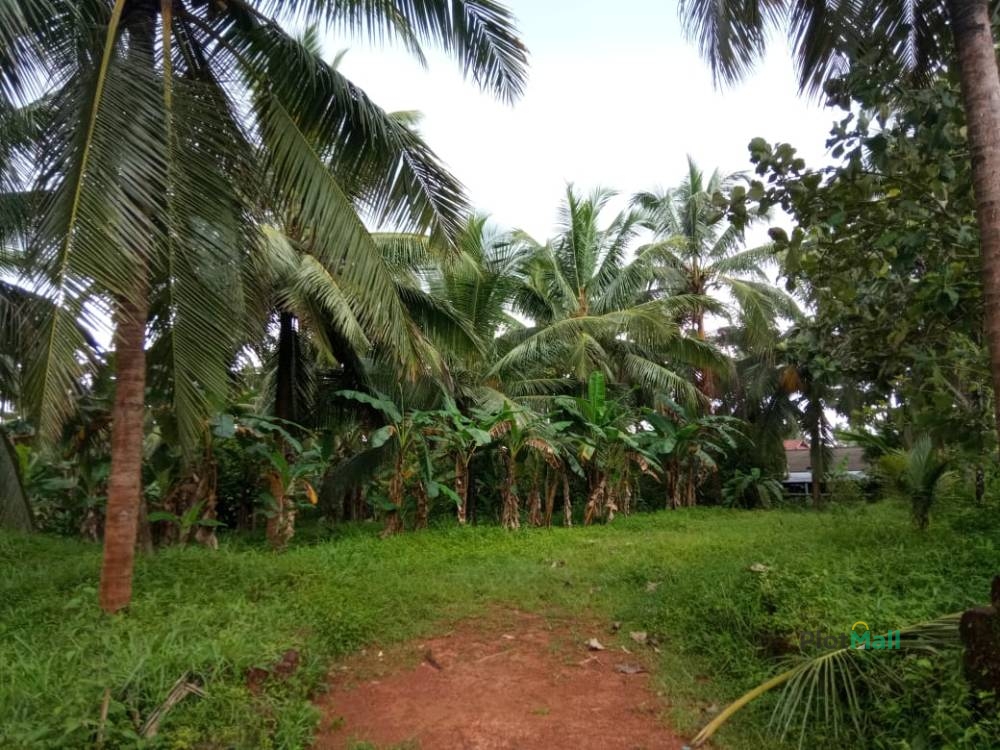 Residential Land for Sale in Kamburam Juma Masjid, Near Thootha, Vellinezhi